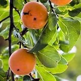PERSIMMON TREE Diospyros virginiana 10 seeds
