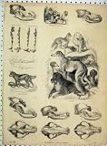 AUSTRALIAN DOG SKULLS ST BERNARD DINGO SHEPHERD TEETH