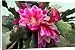 Canvas Prints of Orchid Cactus flower from Ros Drinkwater