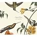 Sugarbird