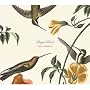 Sugarbird