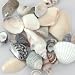 Sea Shell Mixes-Small