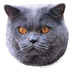 World Stickers Schwandt Heimtierbedarf 12516 Aufkleber 4 St�ck ca. 80 x 80 mm f�r Warnschild Britisch Kurzhaar Katze