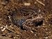 Eastern Banjo Frog, Four-Bob Frog, Limnodynastes Dumerilii, Digging, Australia Photog...