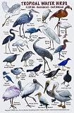 New Submersible Bird ID Card Pocket Guide for Scuba Divers - Snorkelers Fishermen - Birdwatchers Field Guide to the Tropical Water Birds of Florida - Bahamas the Caribbean