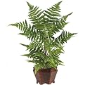 Forest Fern With Wood Vase