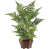 Forest Fern With Wood Vase