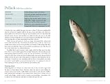 picture of Sea Fishing (River Cottage Handbook)