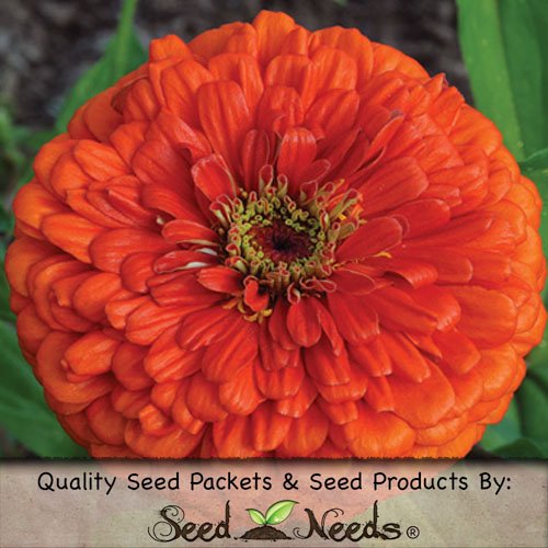 Package of 250 Seeds, Dahlia Flowered Zinnia - Giant Orange (Zinnia elegans) Non-GMO Seeds by Seed Needs Package of 250 Seeds, Dahlia Flowered Zinnia - Giant Orange (Zinnia elegans) Non-GMO Seeds by Seed Needs