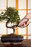 Pruning a Bonsai Tree - 36