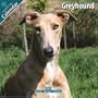Greyhound 2010 Wall Calendar #10045-10
