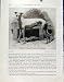 HECATE BULLDOG CROSS OLD PRINT c1940 FINE ART DOG HOUND