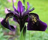 Black Iris chrysographes -Perennial- Very Distinctive!