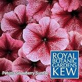 Strawberry Sundae F1 Hybrid Petunia - 65 Seeds - Annual
