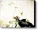 Wandering Jew Canvas Print / Canvas Art - Artist Sarah McTernen