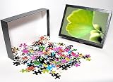 Photo Jigsaw Puzzle of Ginkgo leaf and berries from Science Photo Library