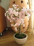 御殿場桜盆栽　　　　和の贈り物　盆栽　　　　可愛い桜のお花が　見れますよ
