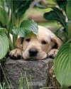 Posters: Dogs Mini Poster - I&acute;am A Nature Boy II (20 x 16 inches)