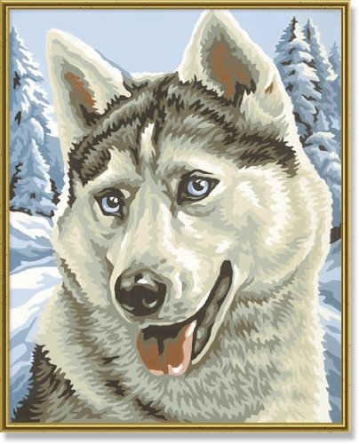 Schipper 609240393 - Malen nach Zahlen, Husky, 24x30 cm
