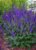 4 Meadow Sage Violet Queen Plants - Salvia superba