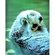 Sea Otter (Playing in Water) Art Poster Print - 13x19