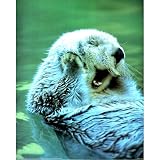Sea Otter (Playing in Water) Art Poster Print - 13x19