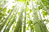Bamboo - 36