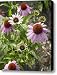 Coneflower Echinacea Sp Flowers Canvas Print / Canvas Art - Artist VisionsPictures