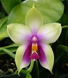 Phal. bellina (violacea)
