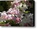 Azalea Bush Canvas Print / Canvas Art - Artist Laura Yamada