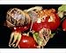 Photographic Prints of Garden SNAIL - feeding on Rosehip from Ardea Wildlife Pets