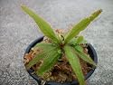 Drosera Adelae Sundew Carnivorous Plant
