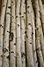 Wilson White Birch Decorative Poles - Natural Wood Bark Kiln Dried Home Décor, 7' L x 1.5-2.5