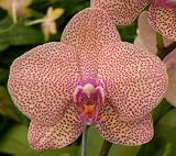 Dtps. Taida Auckland 'Taida'