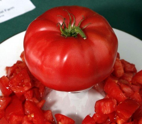 Rare Italian Tree Tomato 15 Seeds - Grows 25 Feet Tall! - FREE SHIPPING ON ADDITIONAL HIRTS SEEDS ORDERED & PAID WITH ONE PAYMENT!