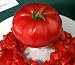 Rare Italian Tree Tomato 15 Seeds - Grows 25 Feet Tall!