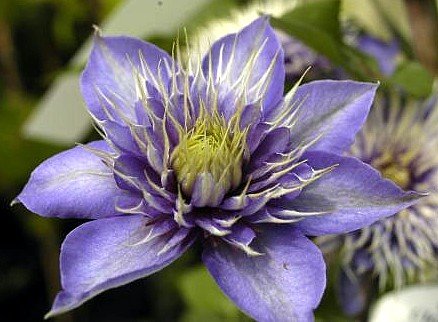 Multi Blue Clematis - NEW! - Navy Blue Double Flower - 2.5