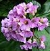 20 *RARE* Bergenia Seeds + FREE SEEDS