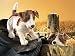 Folkmanis Puppet Jack Russell Terrier