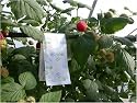 SPIDERMITE KILLER - 100 SLOW RELEASE BAGS