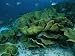 Group of Sergeant Major Fish School Around a Cabbage Coral Photographic Poster Print ...