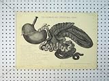 Stomach Intestinal Canal 1816 Horse Tunica Externa