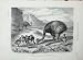 Cassell'S Birds C1870 True Nandu American Ostrich Bird