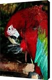 Do Not Step On My Toes 3 Canvas Print / Canvas Art - Artist Sherry Holder Hunt