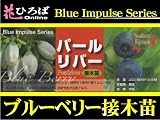 ブルーベリー 苗 パールリバー サザンハイブッシュ系3年生　接ぎ木大苗【ブルーインパルス】 blueberry