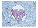 Magnolia Species, Flower Head Detail Showing Developing Ovules Art Photographic Poster Print by Harold Taylor, 16x12