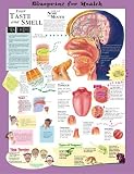 Blueprint for Health Your Taste and Smell Chart Paper ... thumbnail