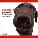 Labrador Retriever (Chocolate) 2009 Calendar