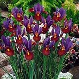 Eye of the Tiger Dutch Iris 15 Bulbs - Multiply Rapidly