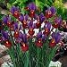 Eye of the Tiger Dutch Iris 15 Bulbs - Multiply Rapidly